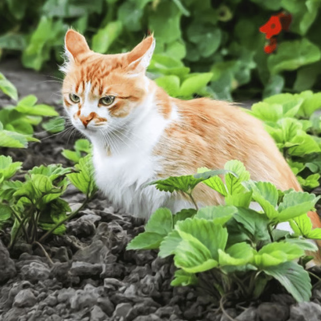 Коти