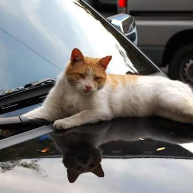 Птахи та коти біля авто